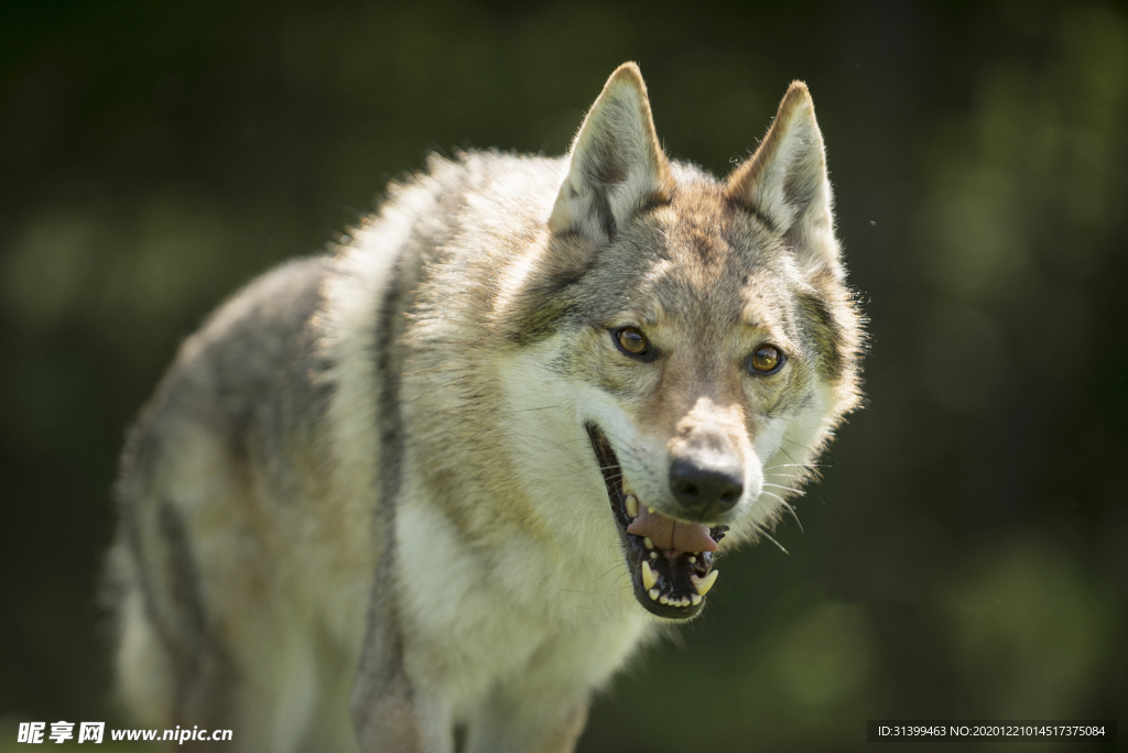 动物 宠物 狗 猫