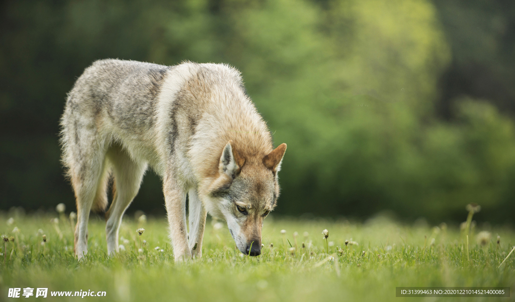 动物 宠物 狗 猫