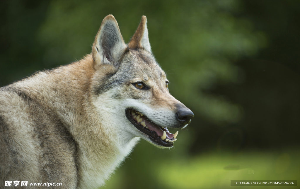 动物 宠物 狗 猫