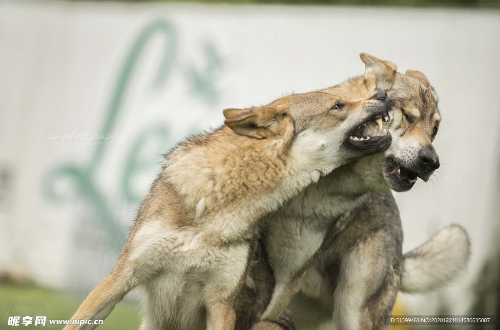 动物 宠物 狗 猫