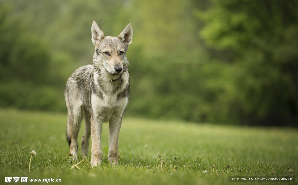 动物 宠物 狗 猫