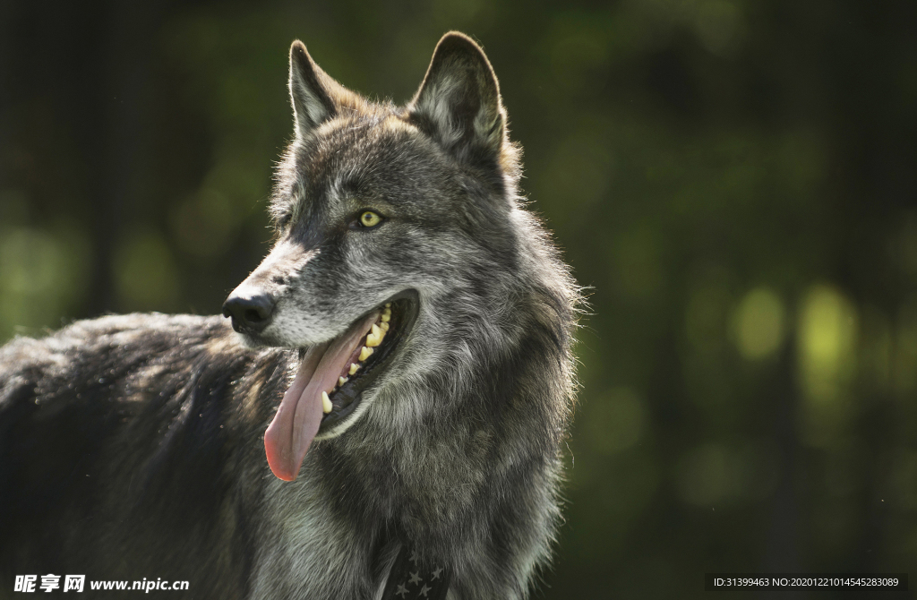 动物 宠物 狗 猫