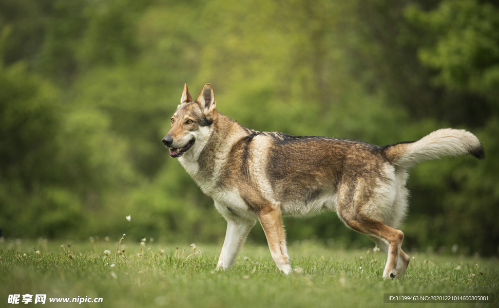 动物 宠物 狗 猫