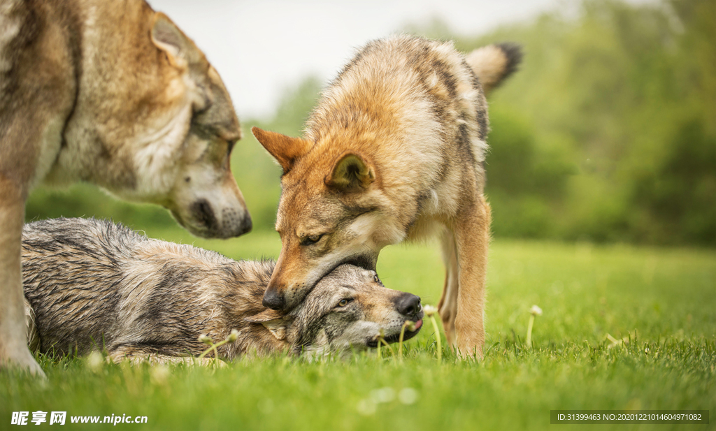 动物 宠物 狗 猫