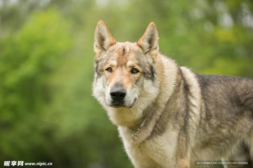 动物 宠物 狗 猫