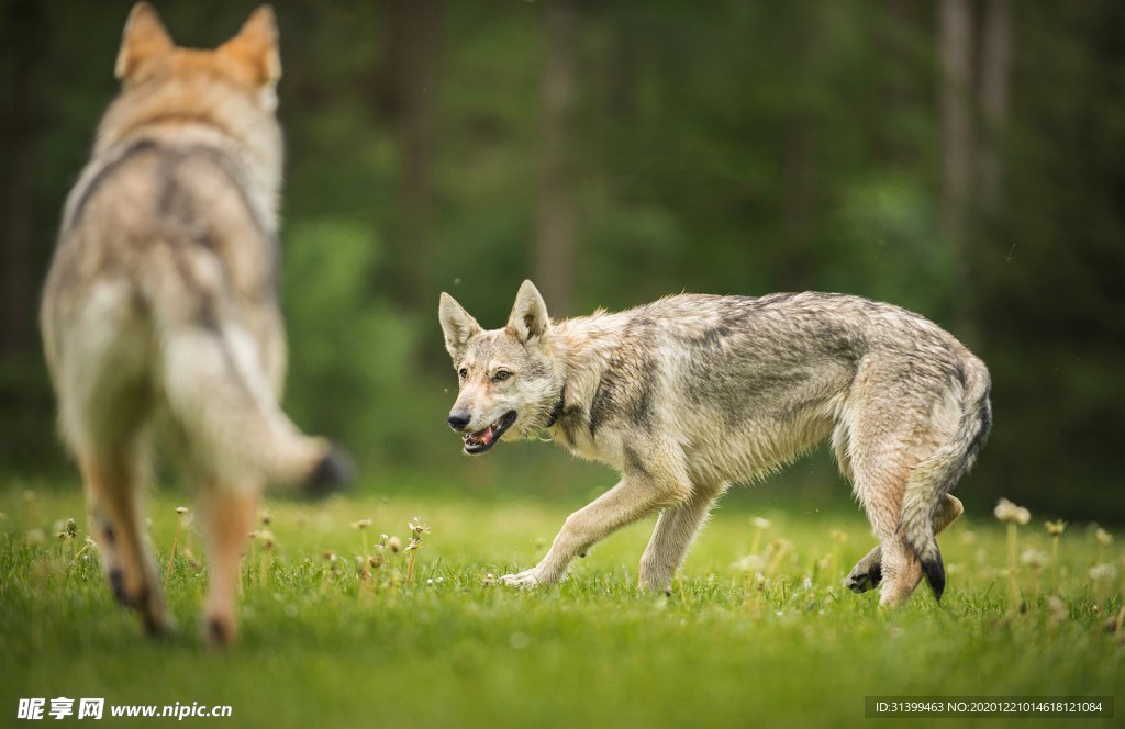 动物 宠物 狗 猫