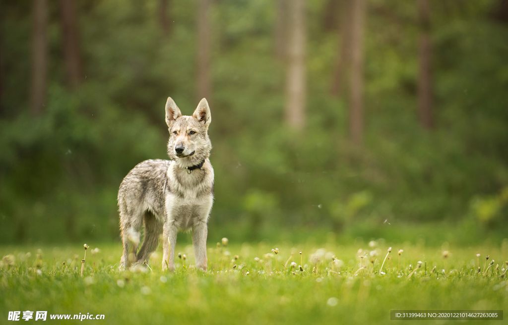 动物 宠物 狗 猫