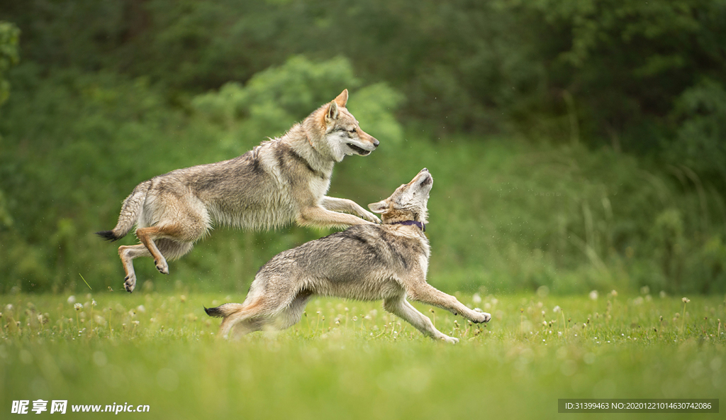 动物 宠物 狗 猫