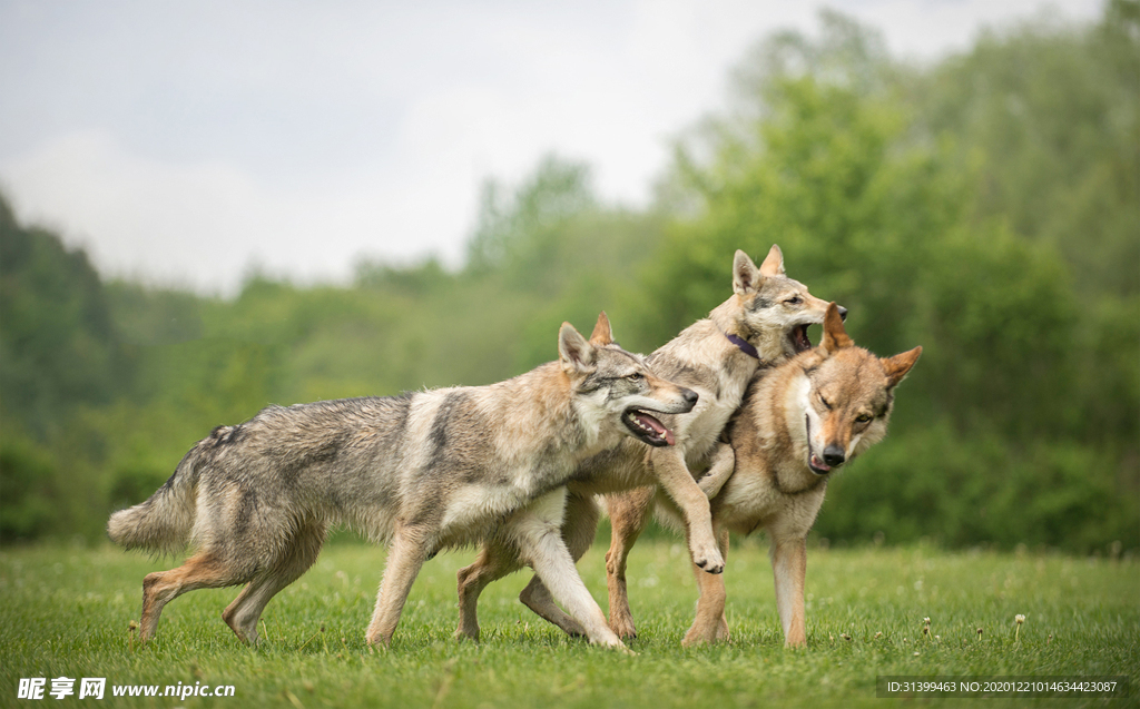 动物 宠物 狗 猫