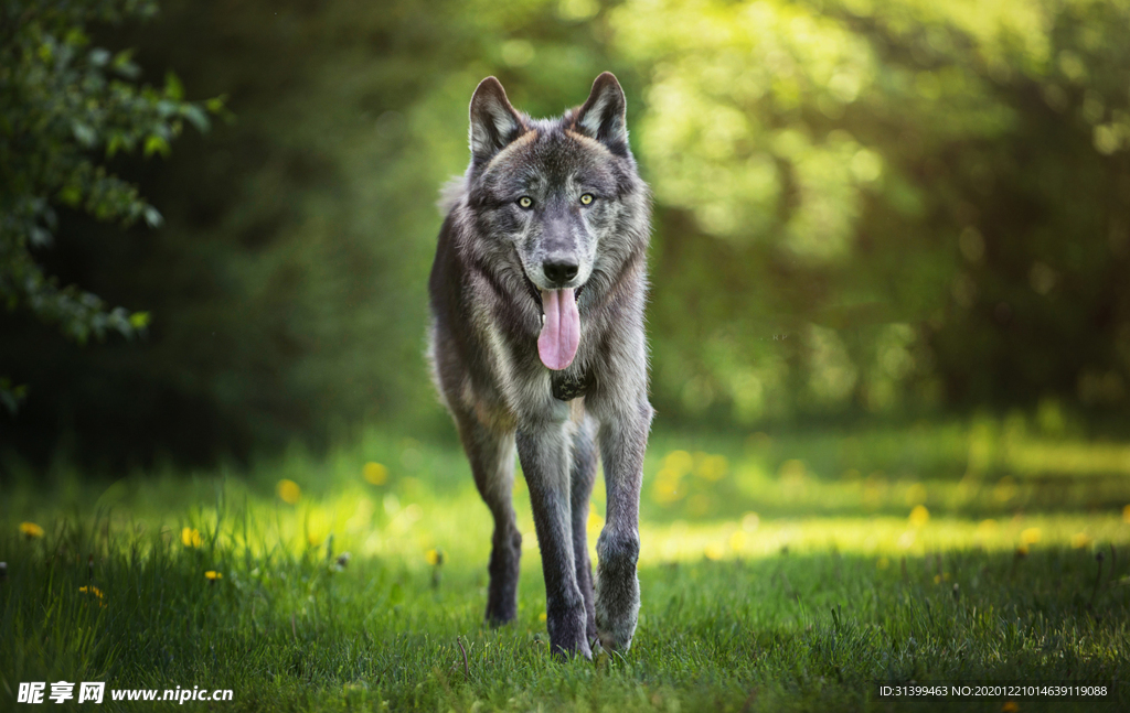 动物 宠物 狗 猫