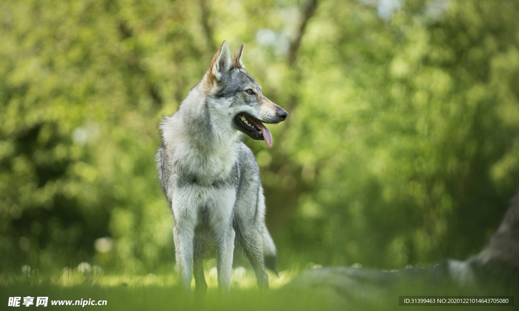 动物 宠物 狗 猫