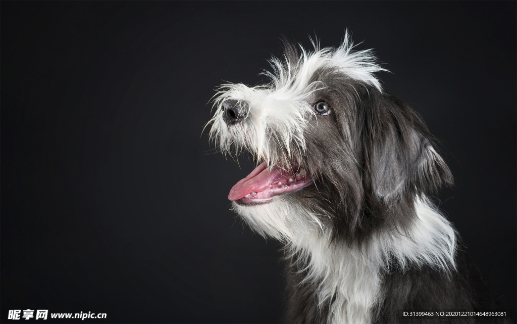 动物 宠物 狗 猫