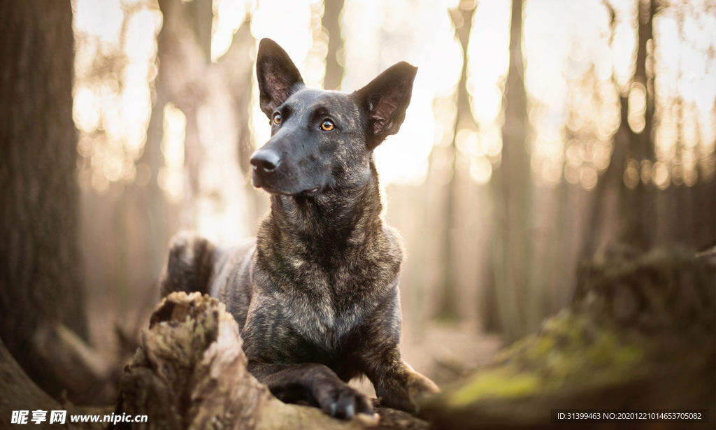 动物 宠物 狗 猫