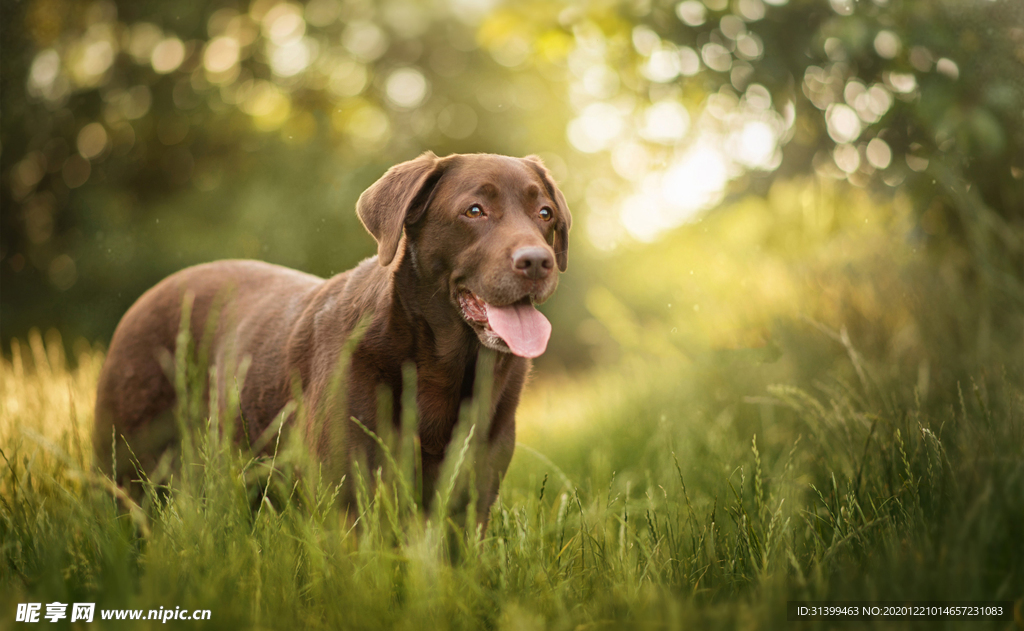 动物 宠物 狗 猫