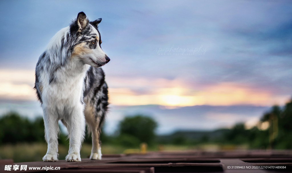 动物 宠物 狗 猫