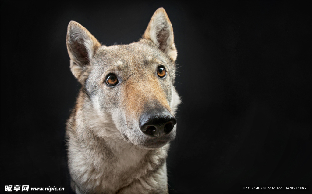动物 宠物 狗 猫
