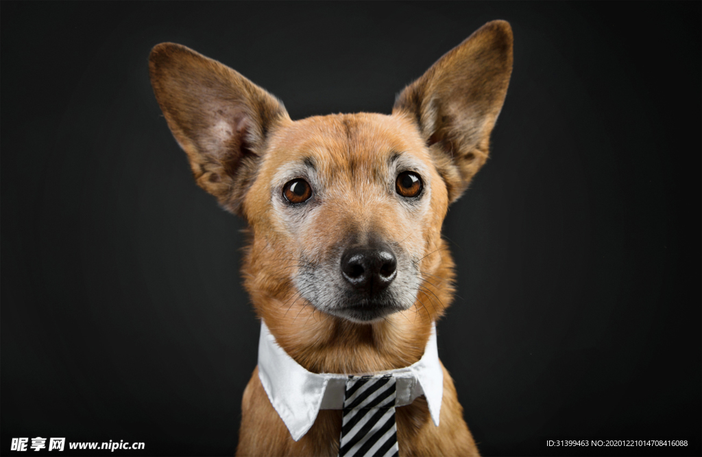 动物 宠物 狗 猫