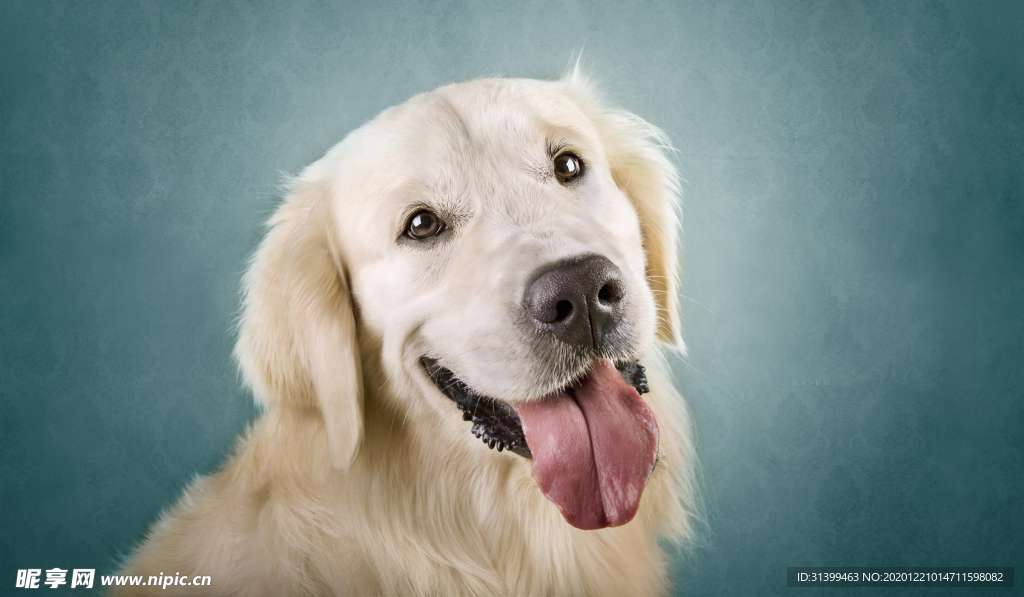 动物 宠物 狗 猫