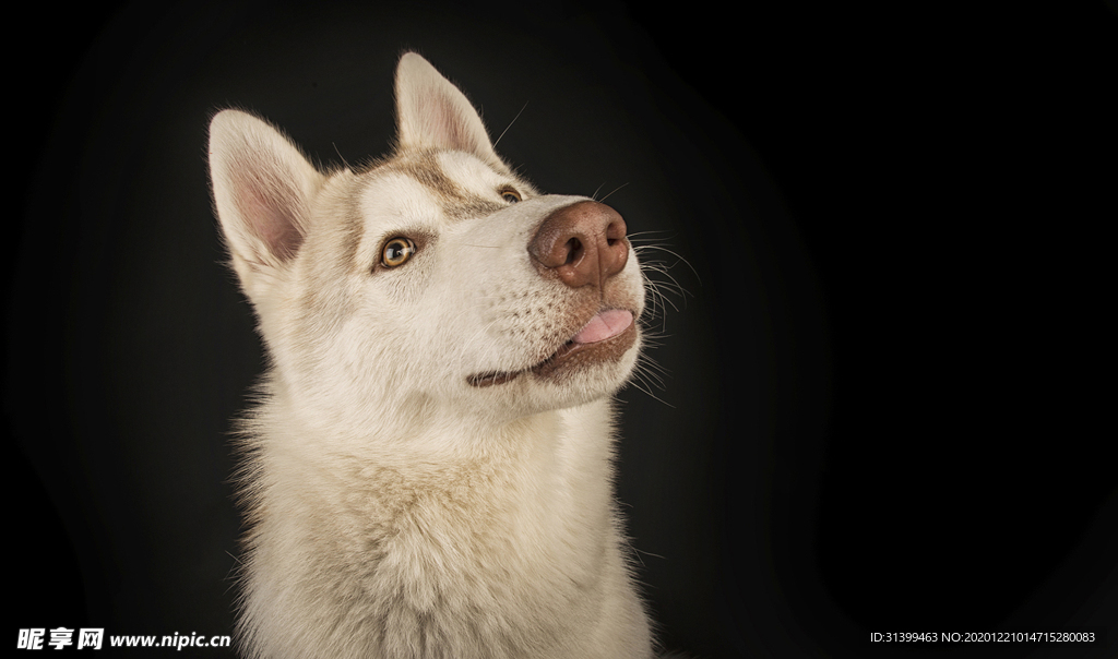 动物 宠物 狗 猫