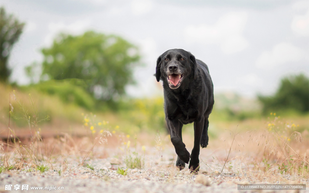 动物 宠物 狗 猫