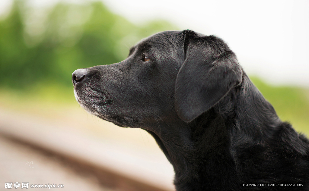 动物 宠物 狗 猫