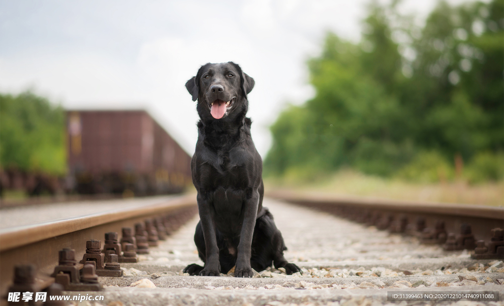 动物 宠物 狗 猫