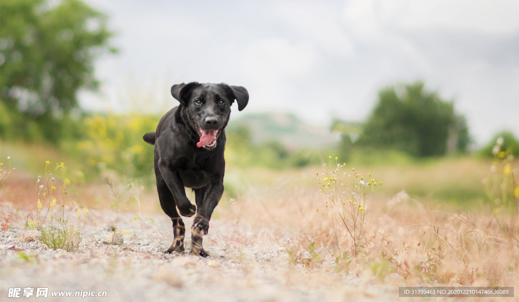 动物 宠物 狗 猫