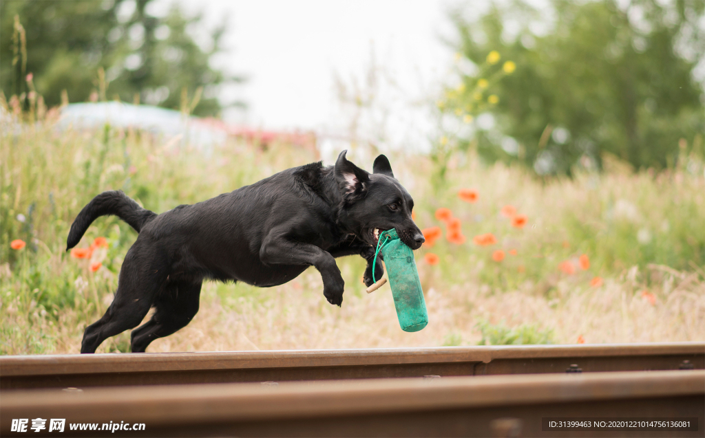 动物 宠物 狗 猫