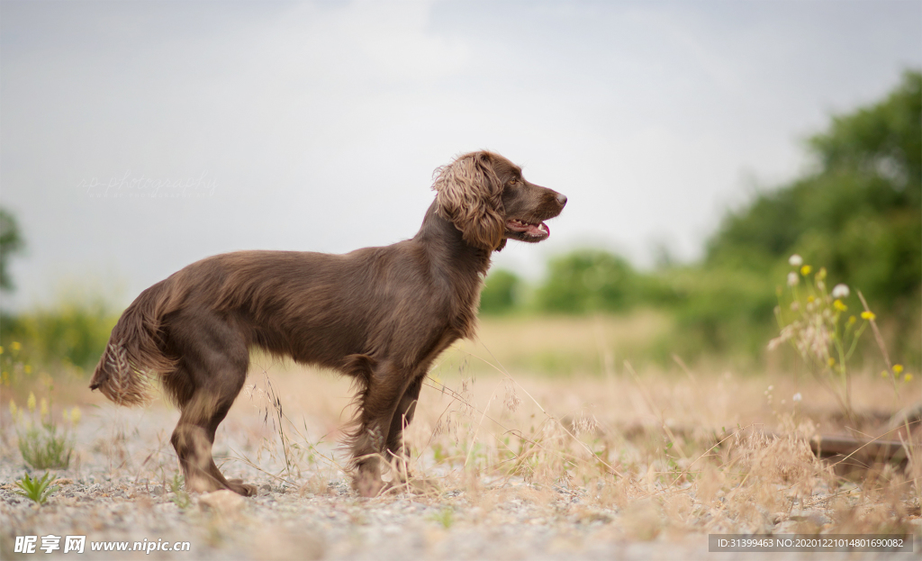 动物 宠物 狗 猫