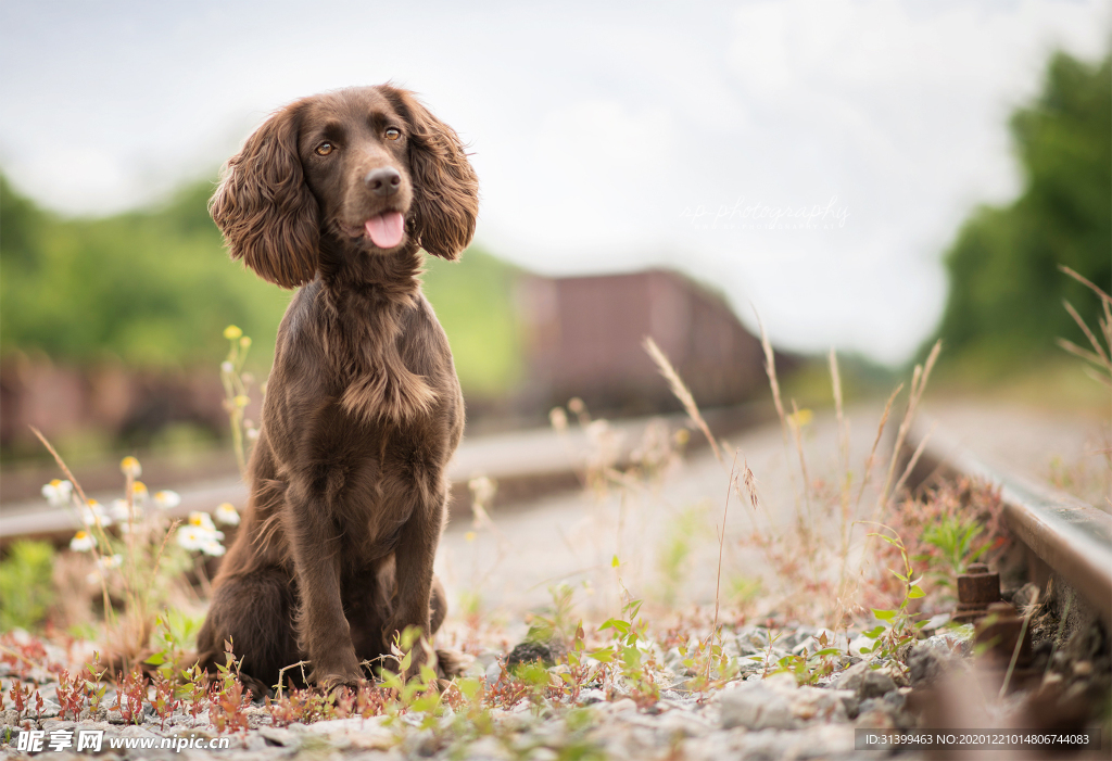 动物 宠物 狗 猫
