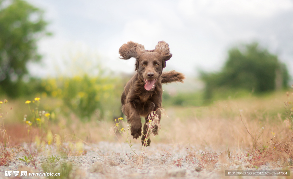 动物 宠物 狗 猫