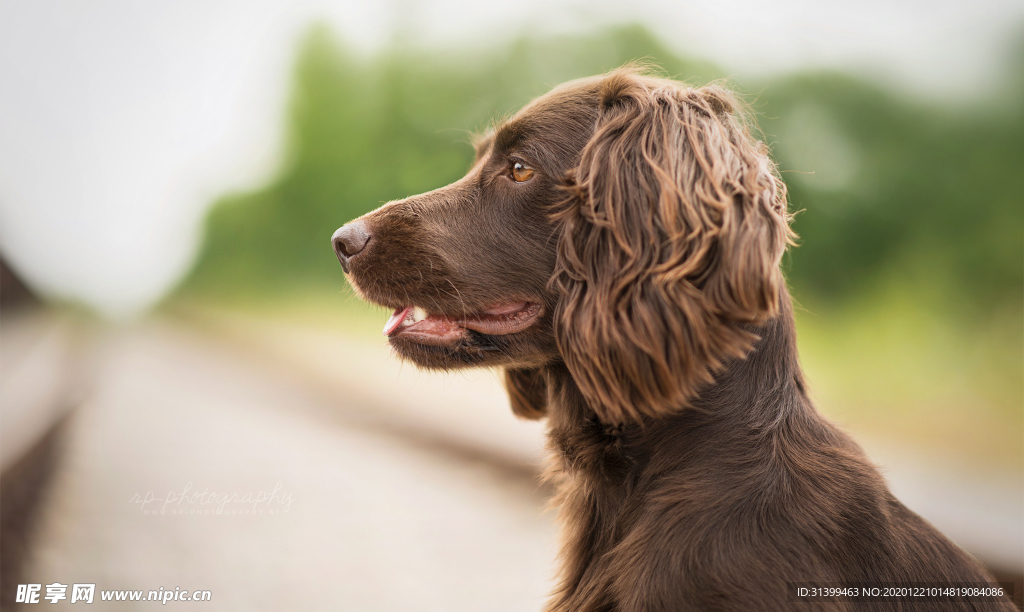 动物 宠物 狗 猫