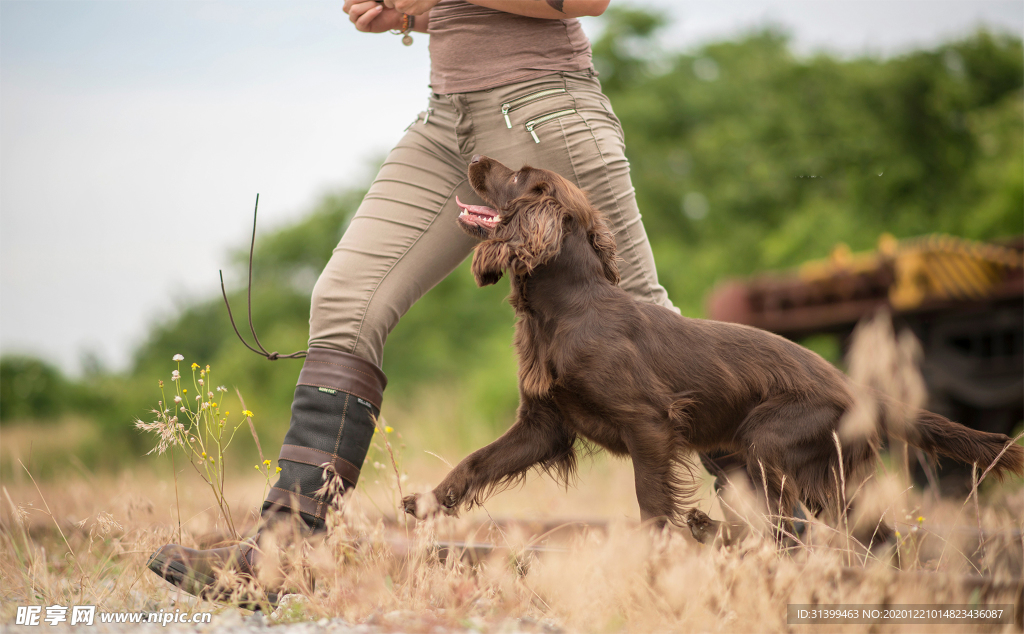 动物 宠物 狗 猫