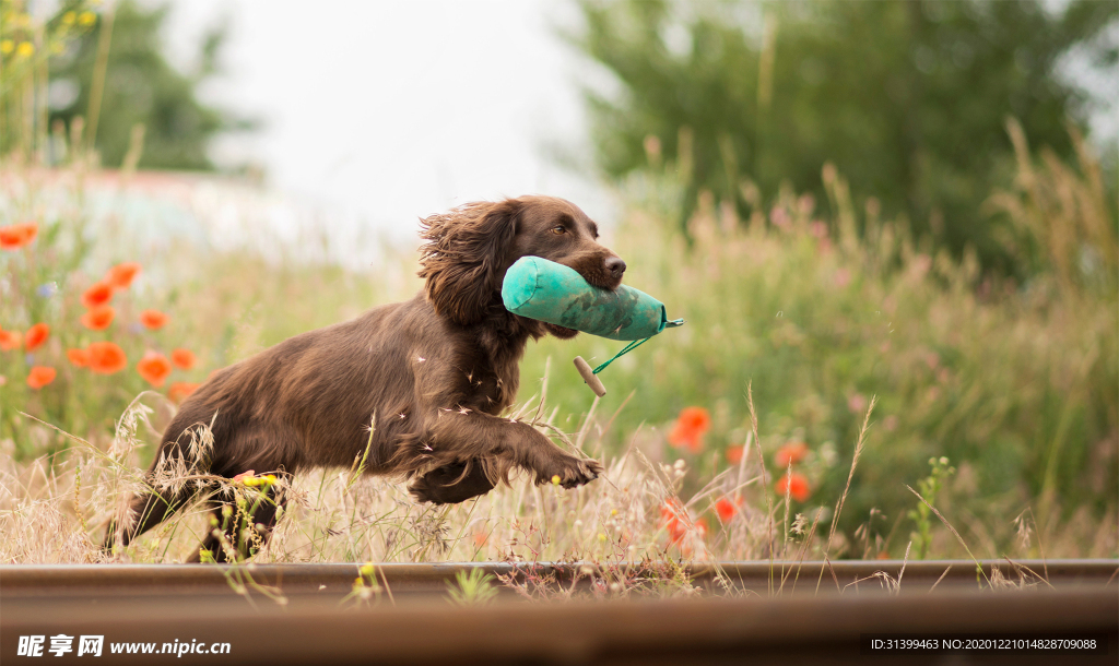 动物 宠物 狗 猫