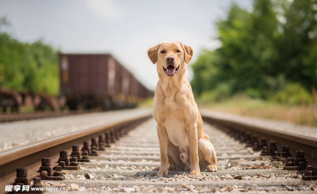 动物 宠物 狗 猫