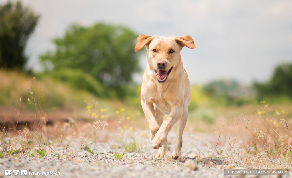 动物 宠物 狗 猫