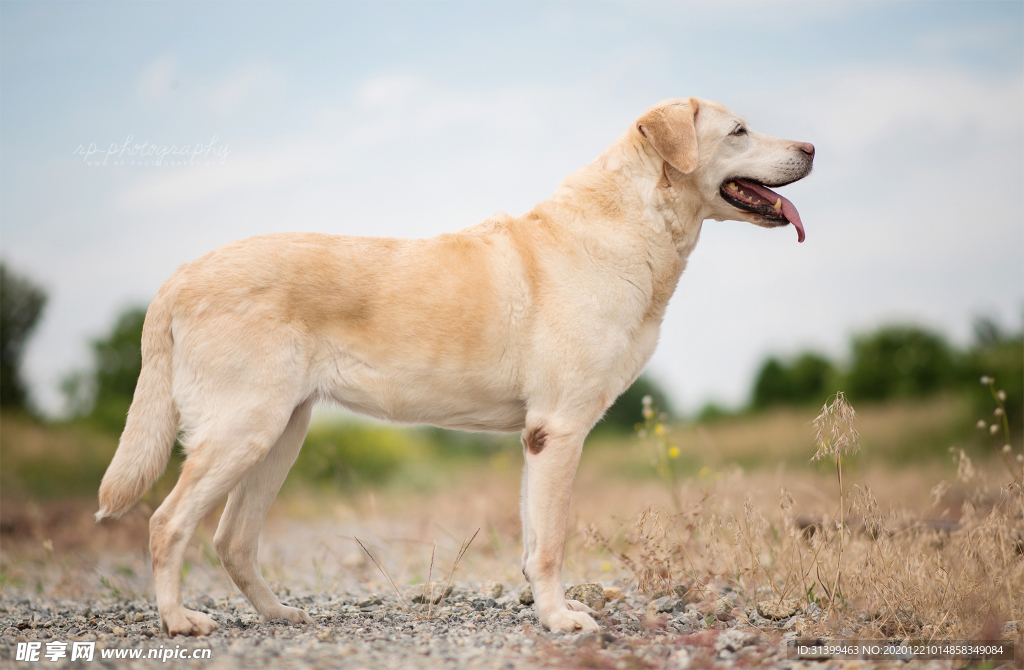 动物 宠物 狗 猫