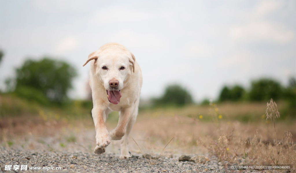 动物 宠物 狗 猫