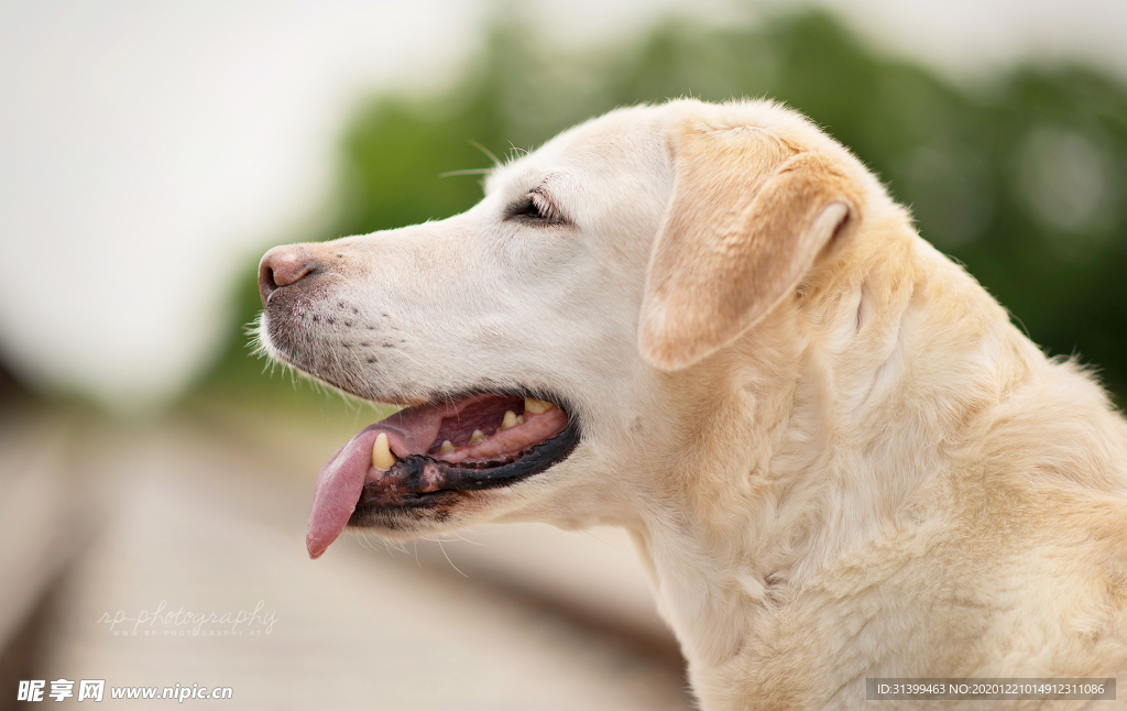 动物 宠物 狗 猫