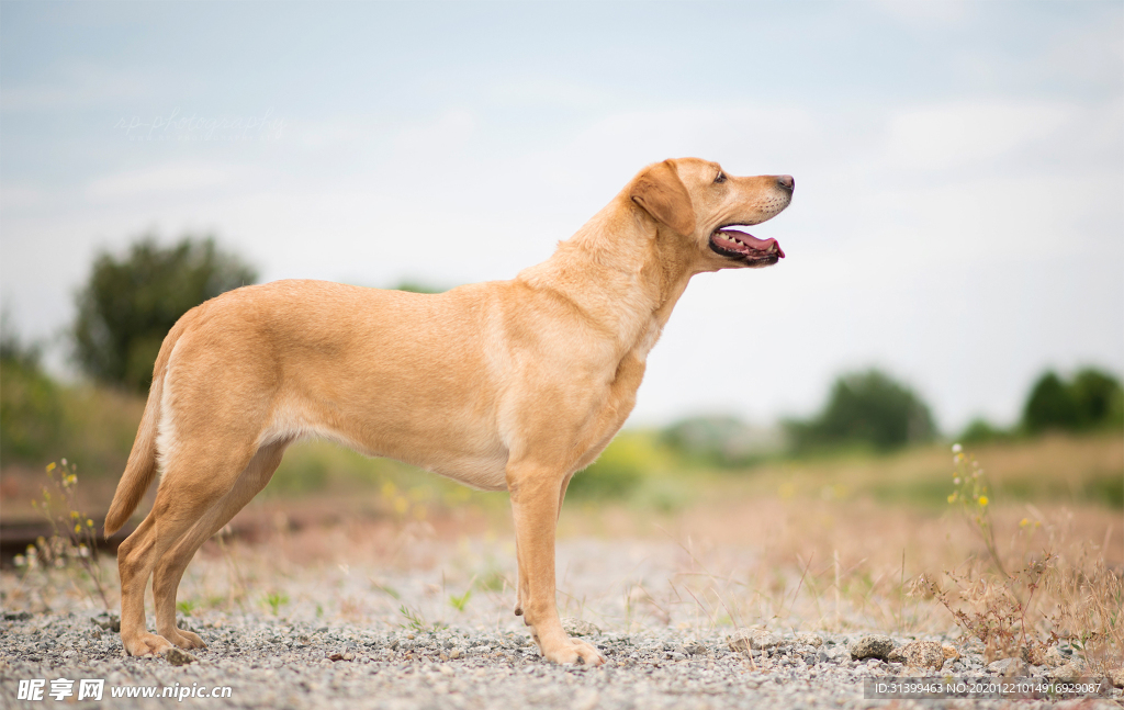 动物 宠物 狗 猫
