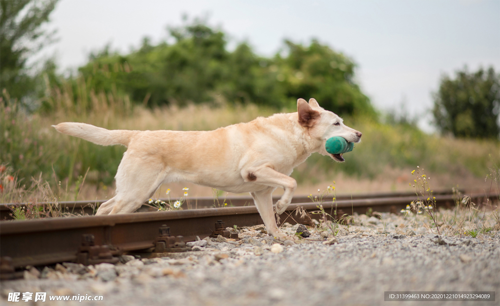 动物 宠物 狗 猫