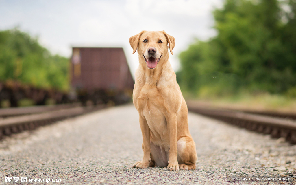动物 宠物 狗 猫