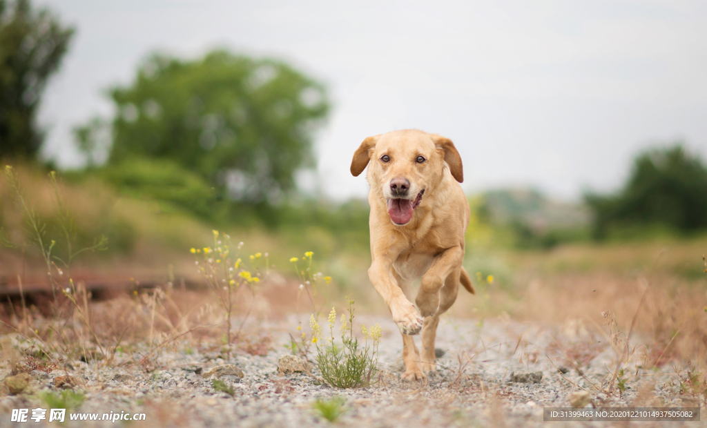 动物 宠物 狗 猫