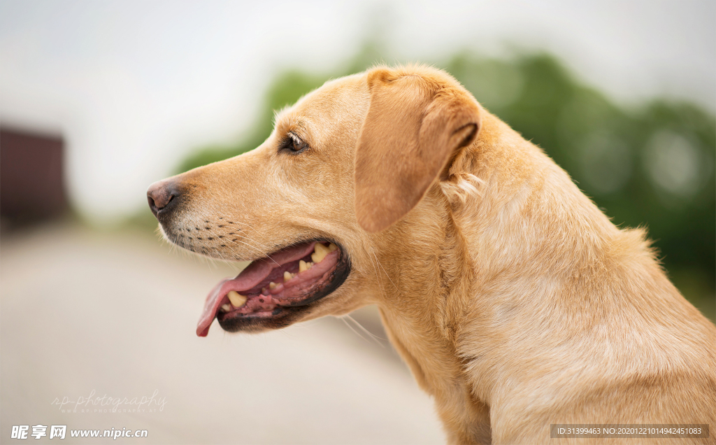 动物 宠物 狗 猫