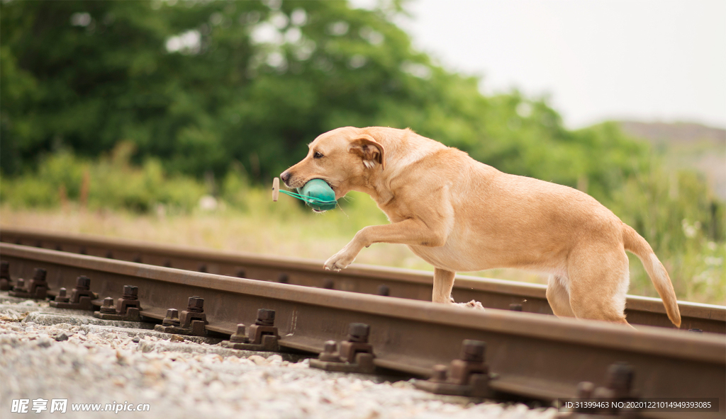 动物 宠物 狗 猫