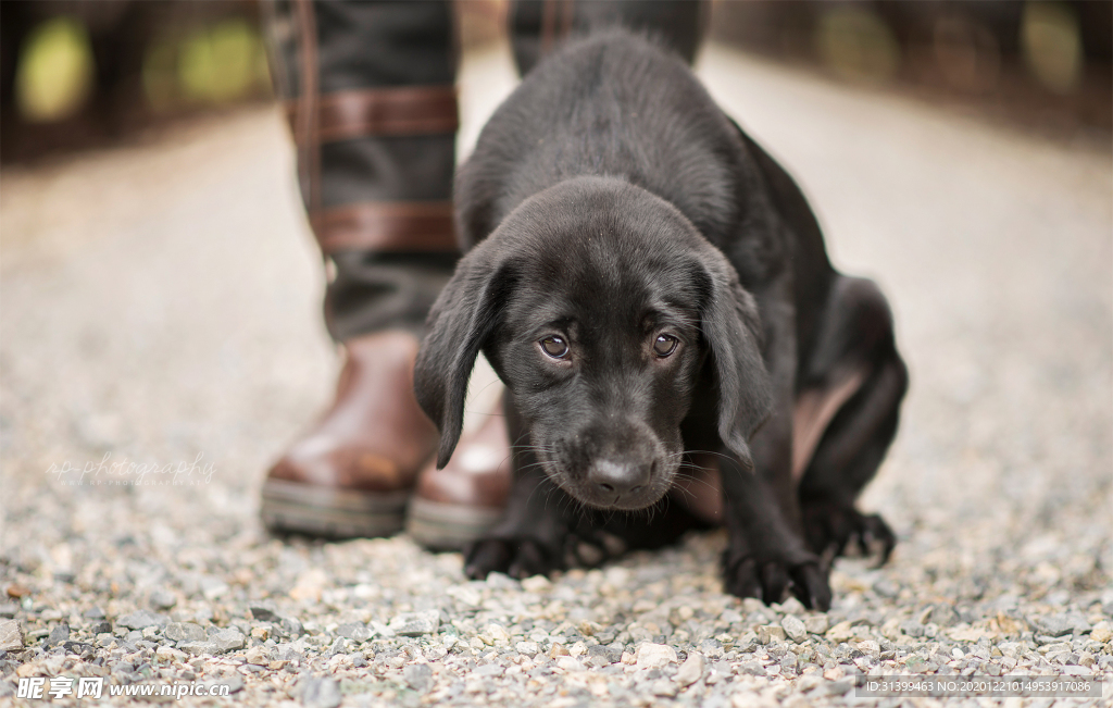 动物 宠物 狗 猫