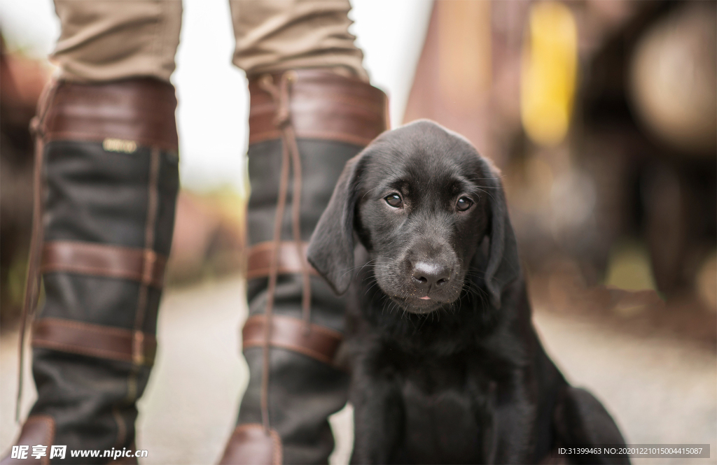 动物 宠物 狗 猫
