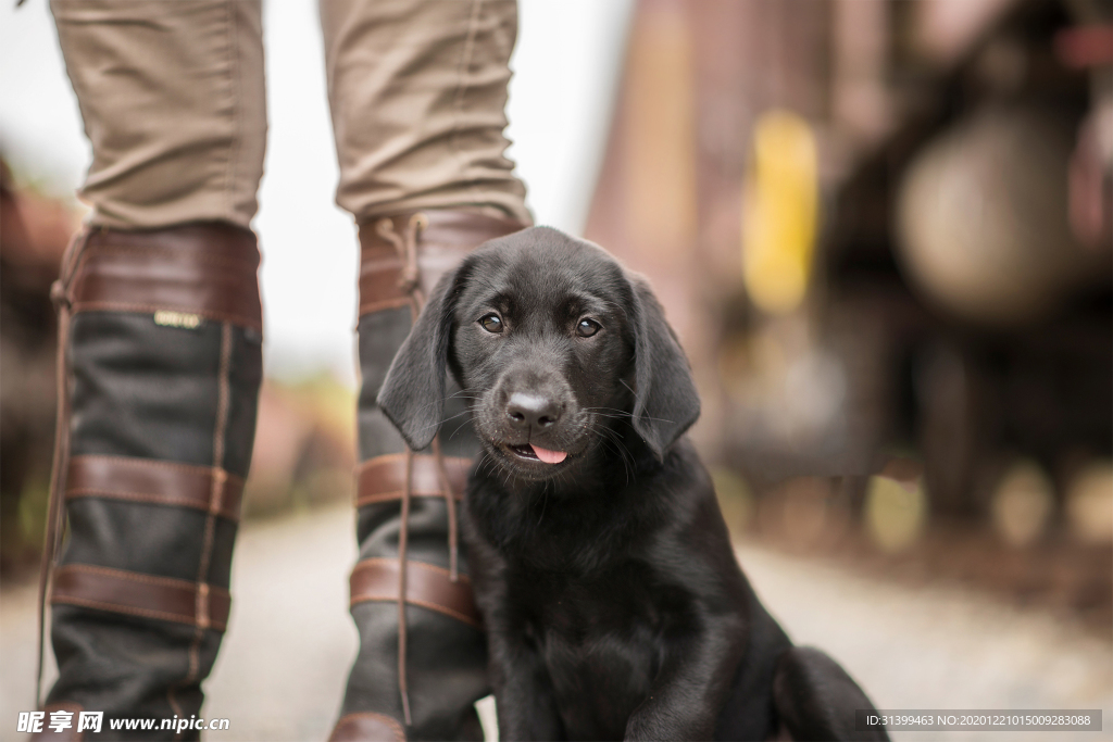 动物 宠物 狗 猫