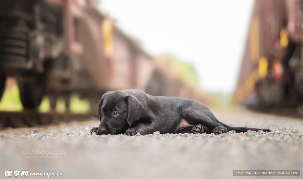 动物 宠物 狗 猫