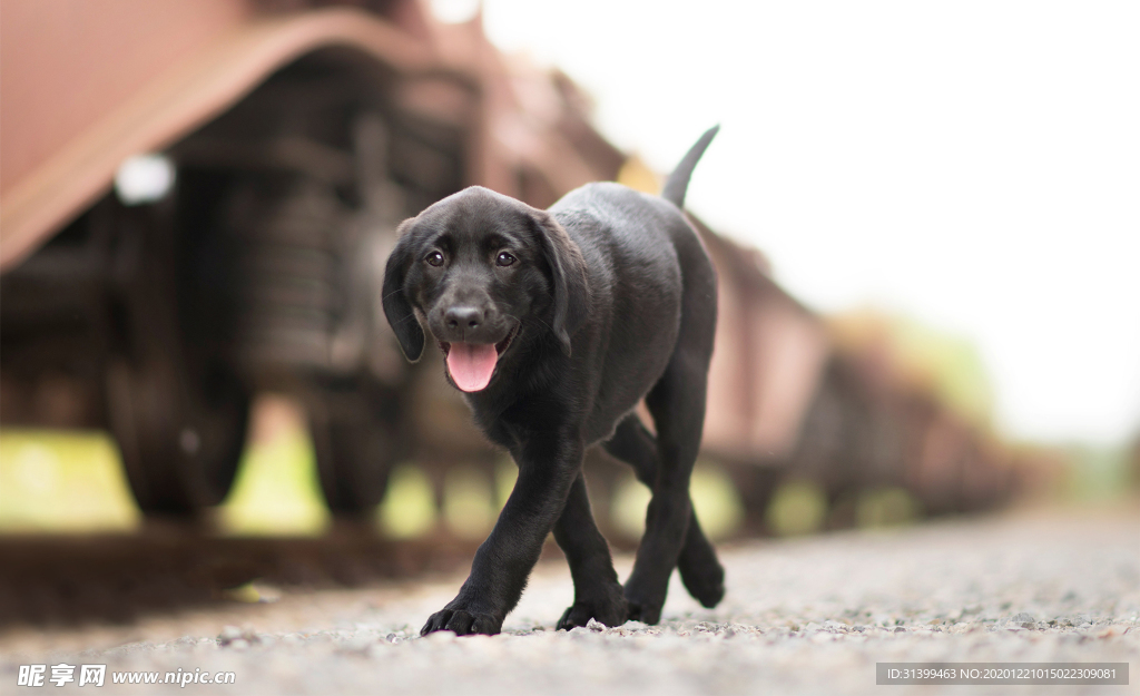 动物 宠物 狗 猫